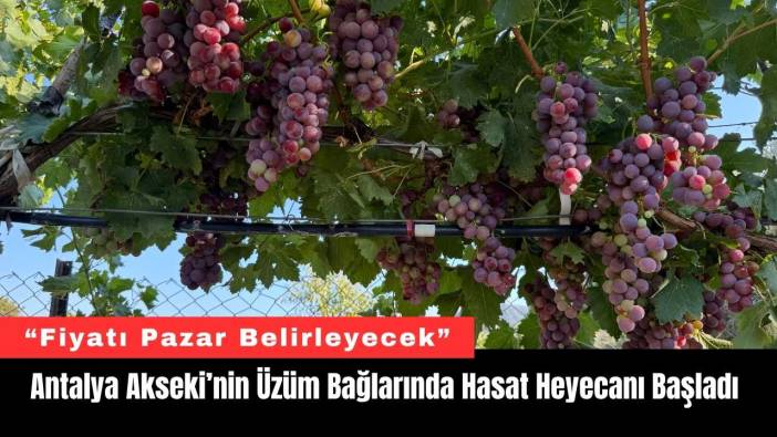 Antalya Akseki’nin Üzüm Bağlarında Hasat Heyecanı Başladı