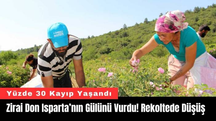 Zirai Don Isparta’nın Gülünü Vurdu: Rekoltede Yüzde 30’luk Düşüş!