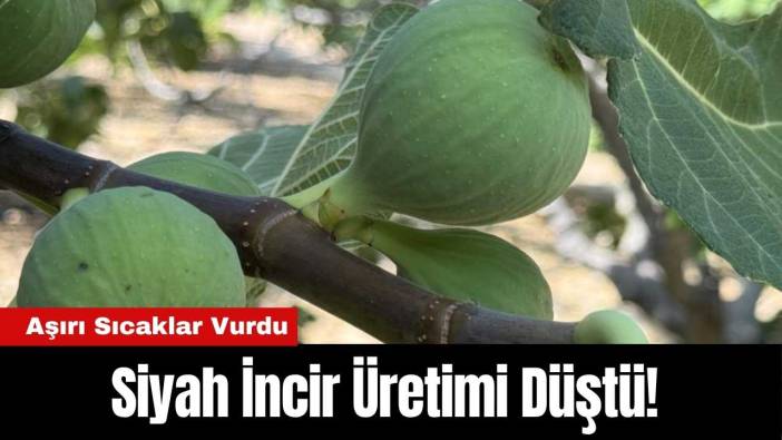 İbradı'da Siyah İncir Üretimi Düştü! Aşırı Sıcaklar Vurdu