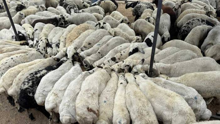 Adana’da Şap Alarmı! İl Genelinde Hayvan Hareketleri Durduruldu