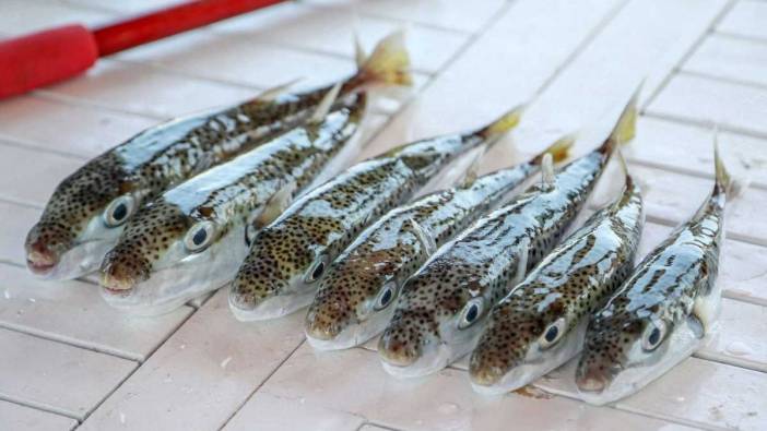 Akdeniz'i Tehdit Ediyor! Balon Balığı Avcılığında Destek Artırıldı