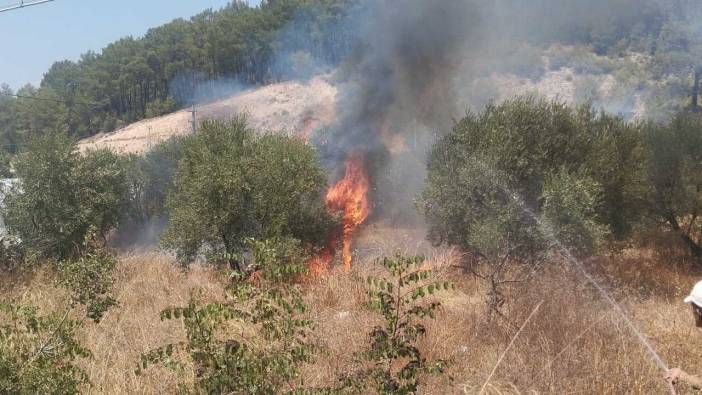 Antalya Kumluca’da Yangın: Zeytin Bahçesi Kül Oldu