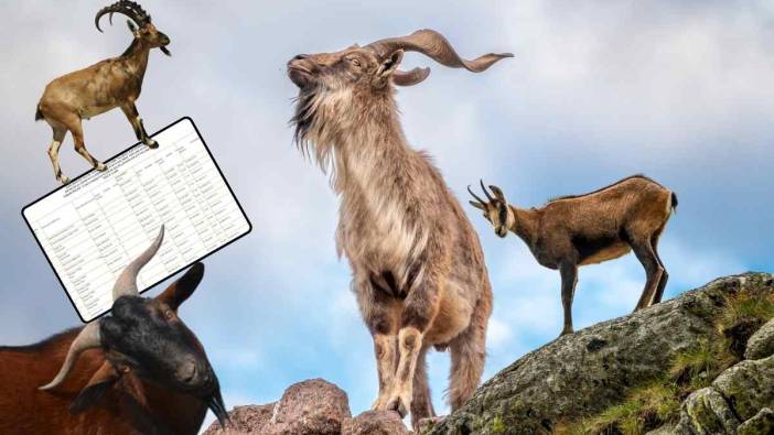 Antalya ve Isparta’da Avlanılması İçin Yaban Keçileri İhalede