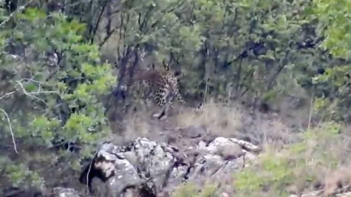 Anadolu Parsı Antalya’da Görüntülendi! Beydağları’nda Şaşırtan Anlar