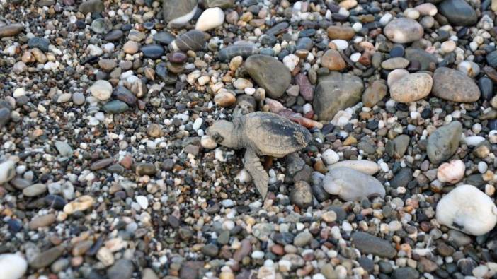 Antalya Gazipaşa'da 167 Yuvadan Yavru Carettalar Denizle Buluştu