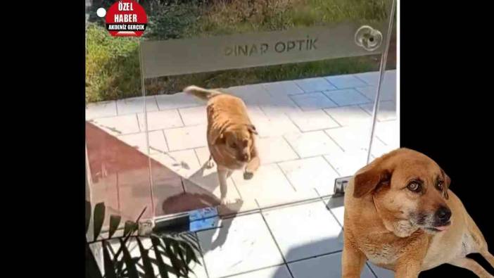 Muratpaşa’da Köpek Kapıyı Tıklattı, İçeri Girip Serinledi