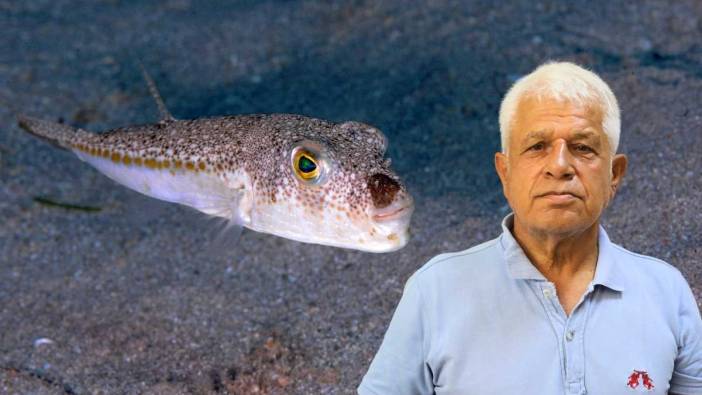 Akdeniz’in Davetsiz Misafiri Ev Sahibi Oldu! Balon Balığı Karadeniz’e İlerliyor