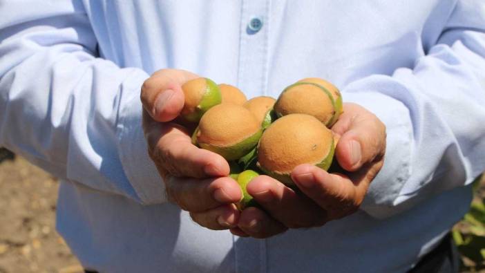 Adana’da Limonu Kavurucu Sıcaklar Yaktı! Yüzde 80 Kayıp Bekleniyor