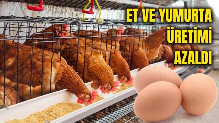 Yumurta Üretimi Yıllık Bazda Geriledi: Yumurta Krizi Kapıda