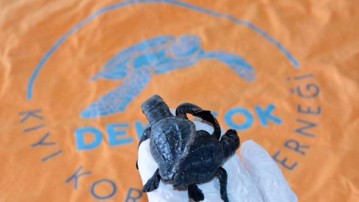 Türkiye’de Bir İlk: Antalya'da Kumun Altından Siyam İkizi Caretta Carettalar Çıktı