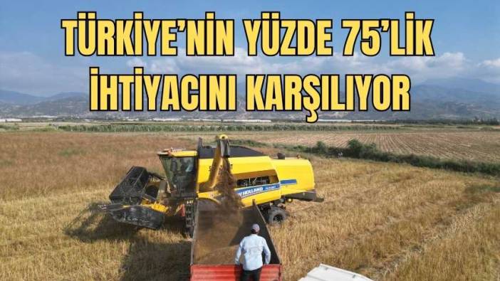 Hatay’da Ata Tohumu Bereketi! Kilosu 100 TL’den Satılıyor