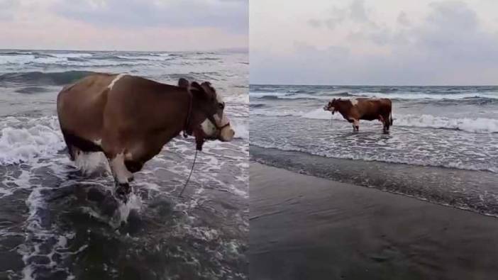 Hatay’da Sahibinden Kaçan İnek Serinlemek İçin Denizi Tercih Etti