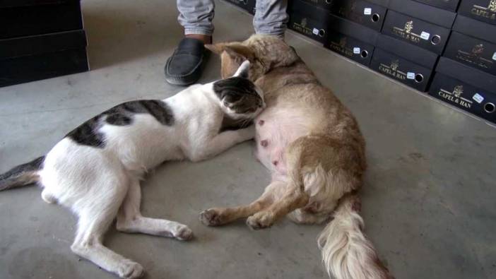 Hatay’da Depremzede Köpek Şifa Kedi Gofi’yi Yavrusu Gibi Sahiplendi