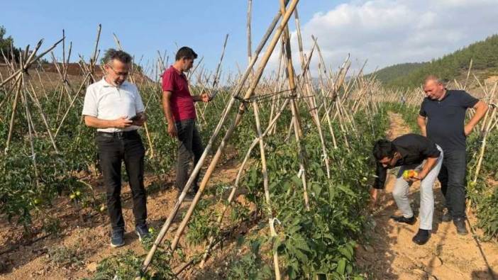 Adana’da Atıl Araziler Domates Üretim Merkezi Oldu
