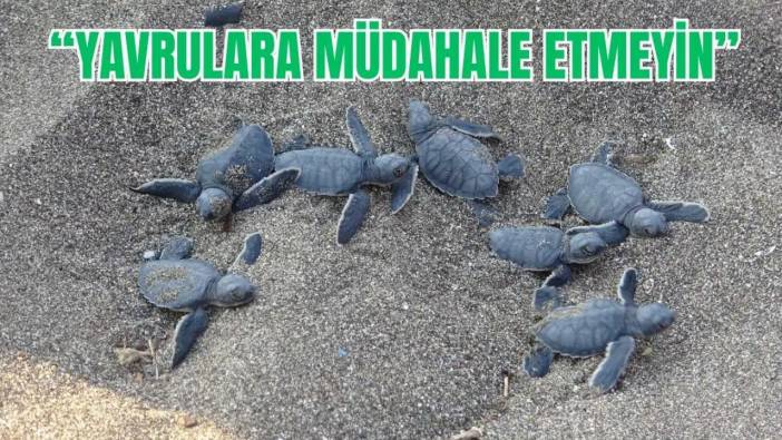 Mersin’de Nesli Tehlikede Olan Kaplumbağalardan Sevindirici Haber!