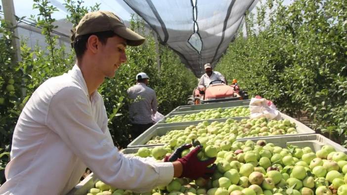 Isparta’da Elmada Büyük Kayıp! Rekolte 1.2 Milyondan 900 Bine Geriledi