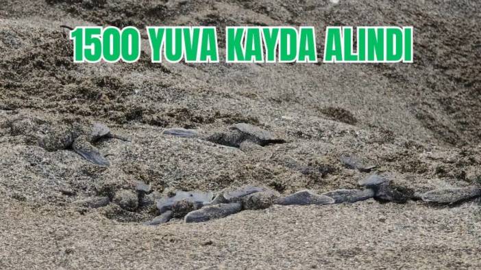 Hatay’da Binlerce Kaplumbağa Yavrusu Akdeniz’e Akın Etti