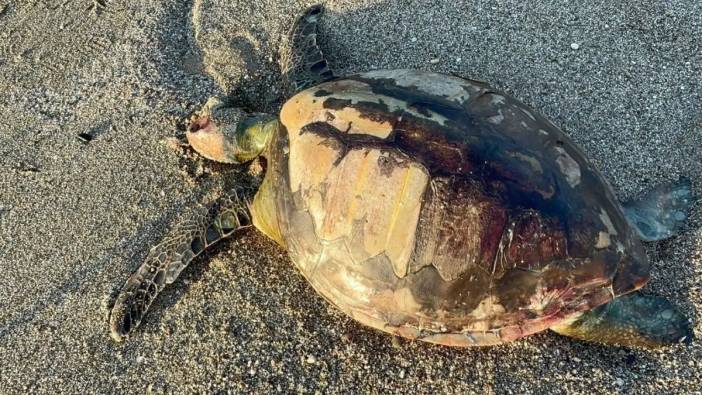 Alanya Sahilinde Üzen Olay: Kaplumbağa Plastik Atıktan Boğuldu