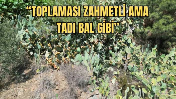 Hatay’ın Zahmetli Lezzeti Dikenli İncir Lezzetiyle Büyülüyor