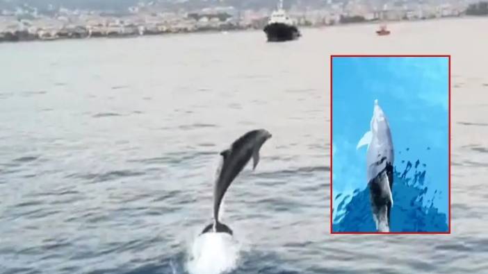 Alanya Denizi Yunuslarla Şenlendi: Turistlerle Yarıştılar