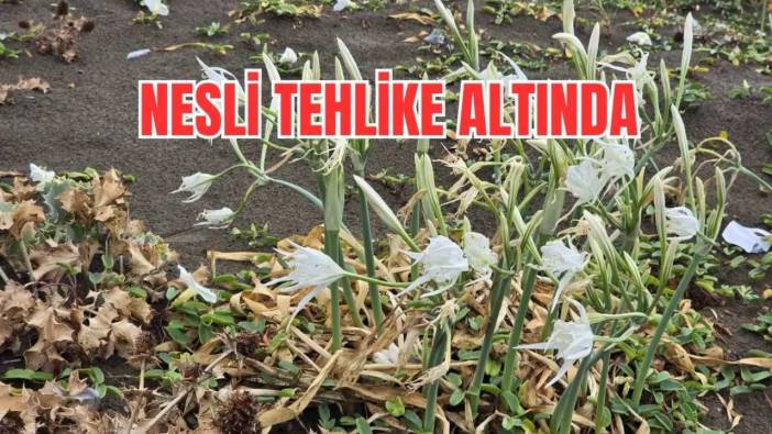 Hatay’da Koruma Altındaki O Çiçeği Koparmanın Cezası 557 Bin TL!
