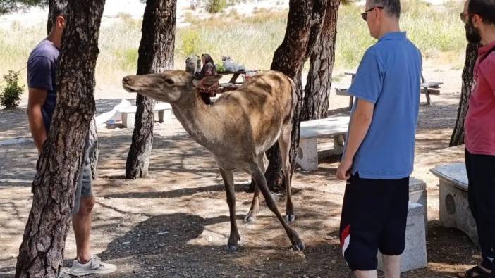 Salda Gölü'nde Kızıl Geyik Piknikçilere Sürpriz Yaptı
