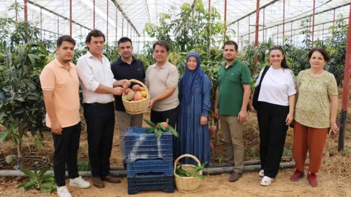 Gazipaşa’da O Tropikal Meyve İçin Coğrafi Tescil Süreci Başladı!
