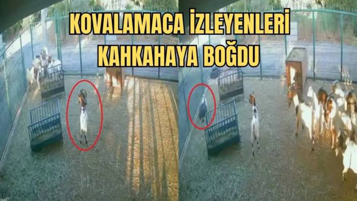 Antalya’da Cüce Keçinin Kafasına Geçirdiği Poşet Ahırı Karıştırdı!