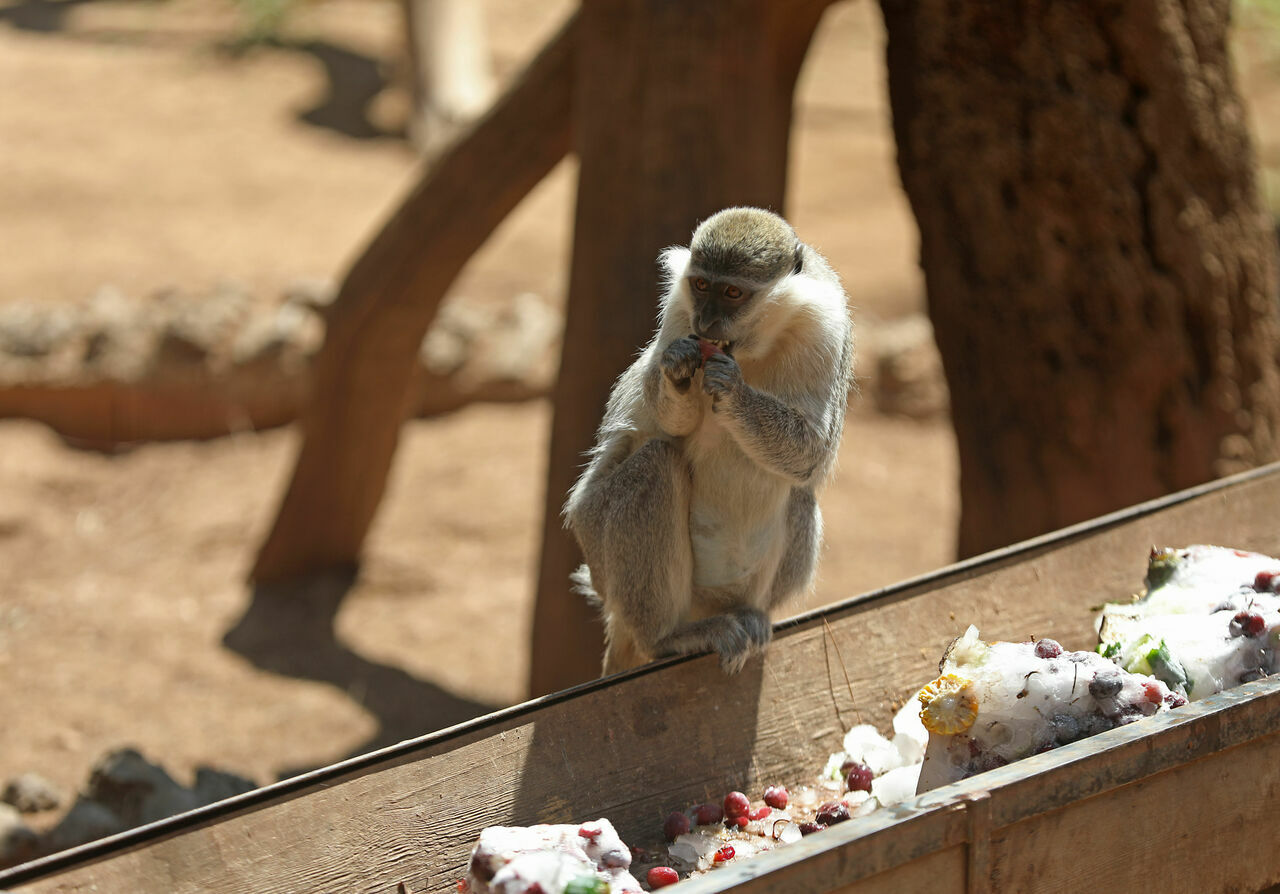 DOĞAL YAŞAM PARKI HAYVANLARA BUZLU MEYVE SERVİSİ (7)