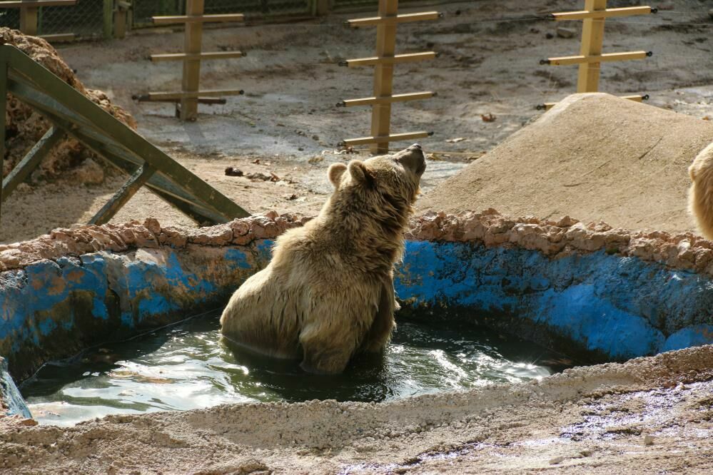 Antalya’daki Ayılar Kış Uykusuna Direniyor: Havuz Keyfi Sürüyor