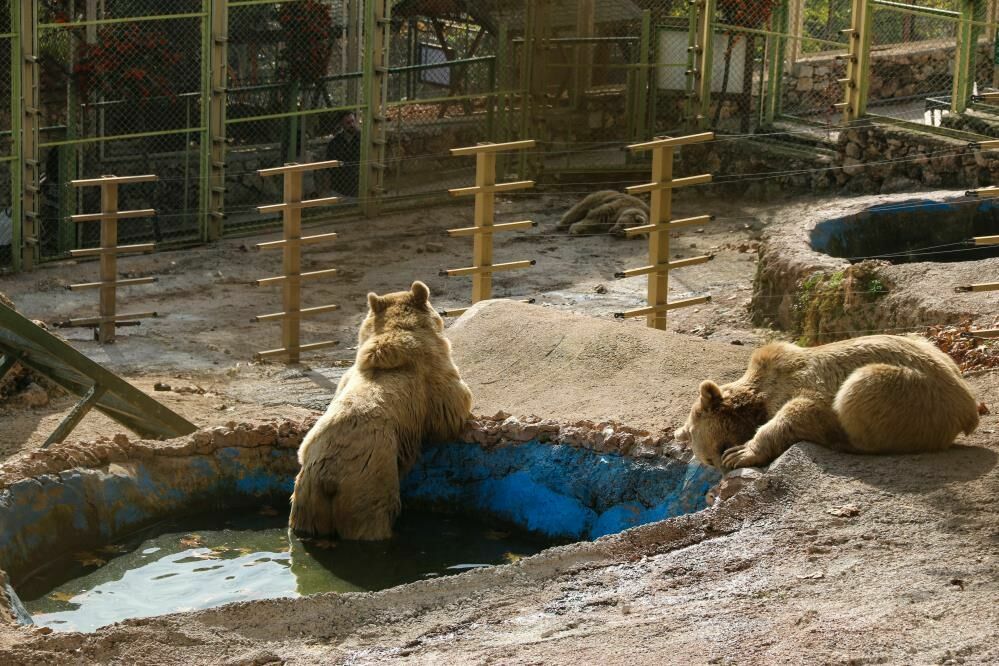 Antalya’daki Ayılar Kış Uykusuna Direniyor: Havuz Keyfi Sürüyor