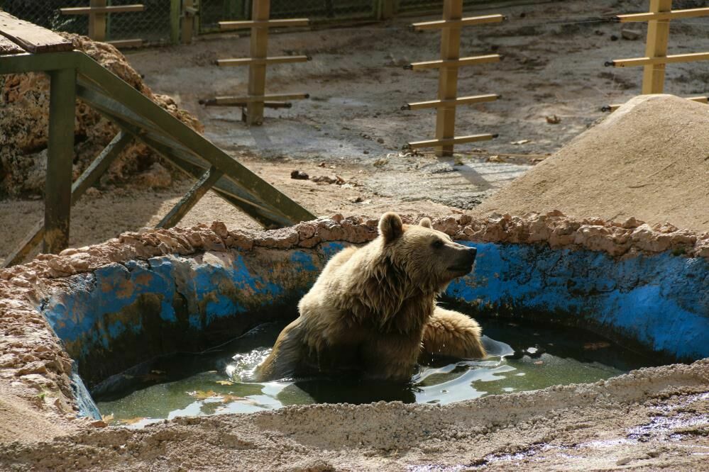 Antalya’daki Ayılar Kış Uykusuna Direniyor: Havuz Keyfi Sürüyor