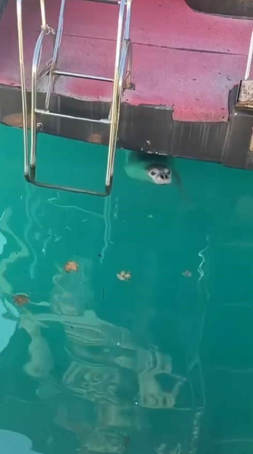 Antalya’da Balıkçının Fokla Sevinci: Fok Var Fok!