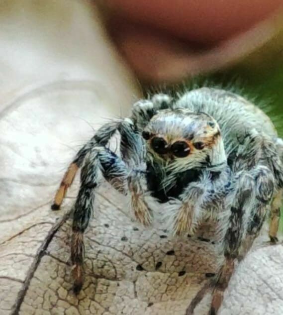 Nadir Görülen Zıplayan Örümcek Görüntülediler