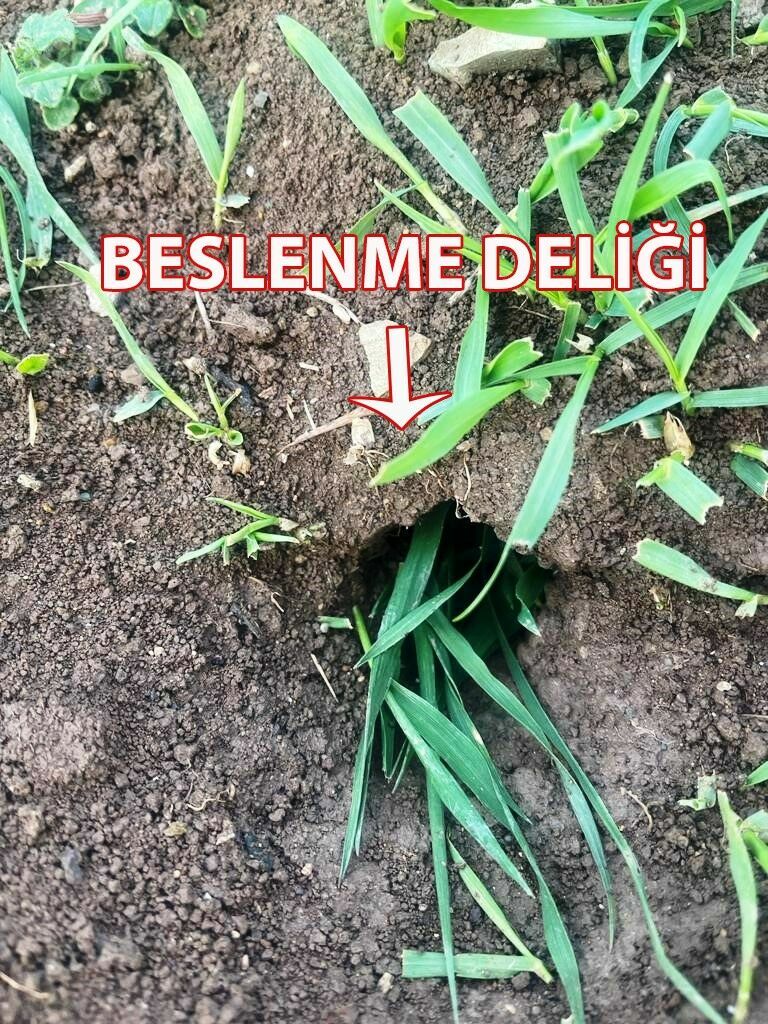 Tarla Farelerine Dikkat! Zarar Yüzde 100'E Ulaşabilir