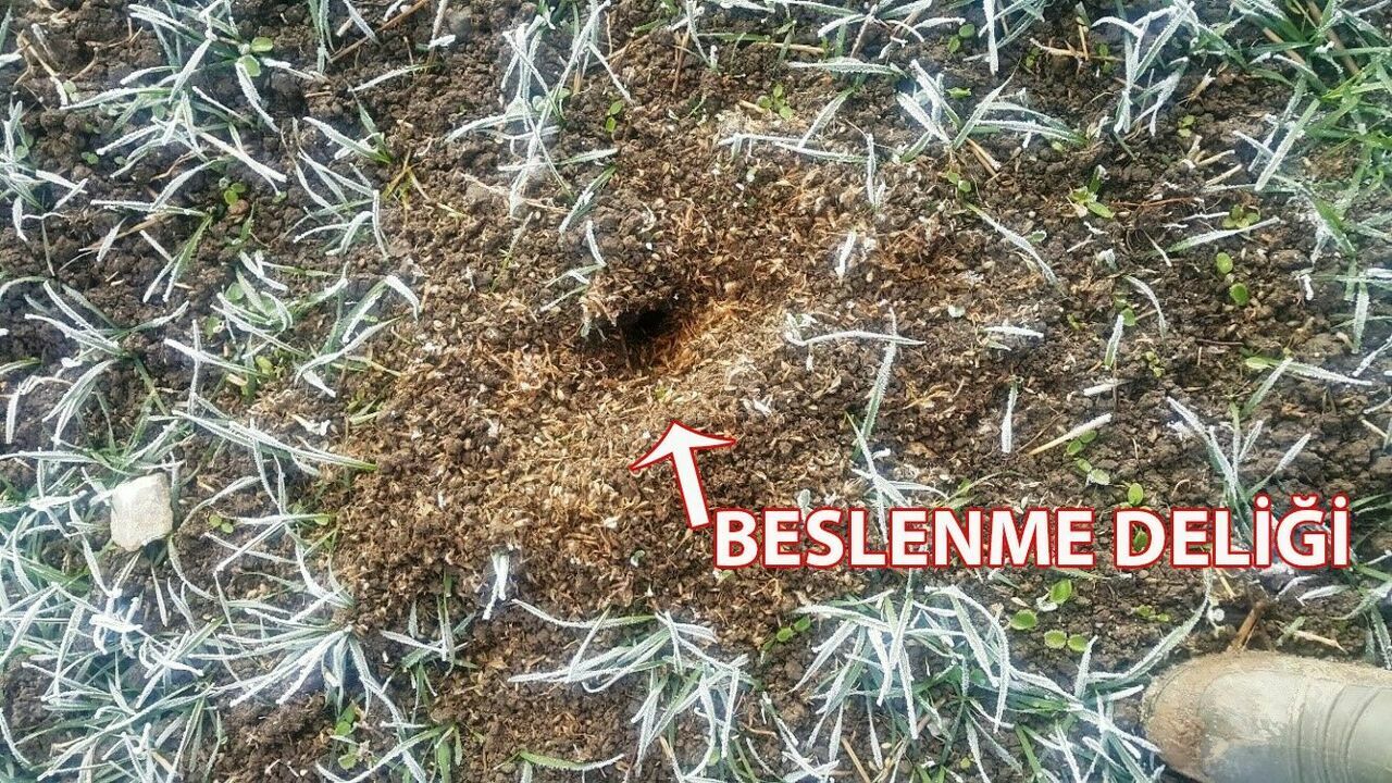 Tarla Farelerine Dikkat! Zarar Yüzde 100'E Ulaşabilir