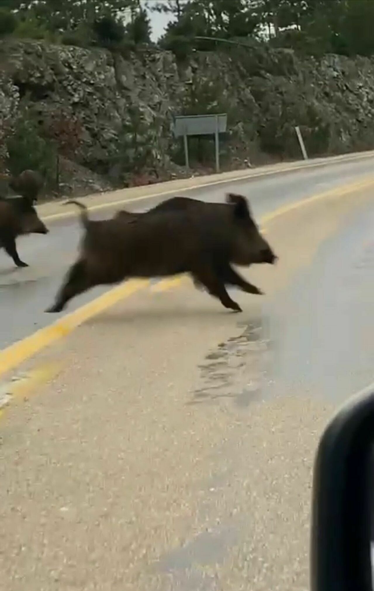 Aç Kalan Domuz Sürüsü Karayoluna Indi2