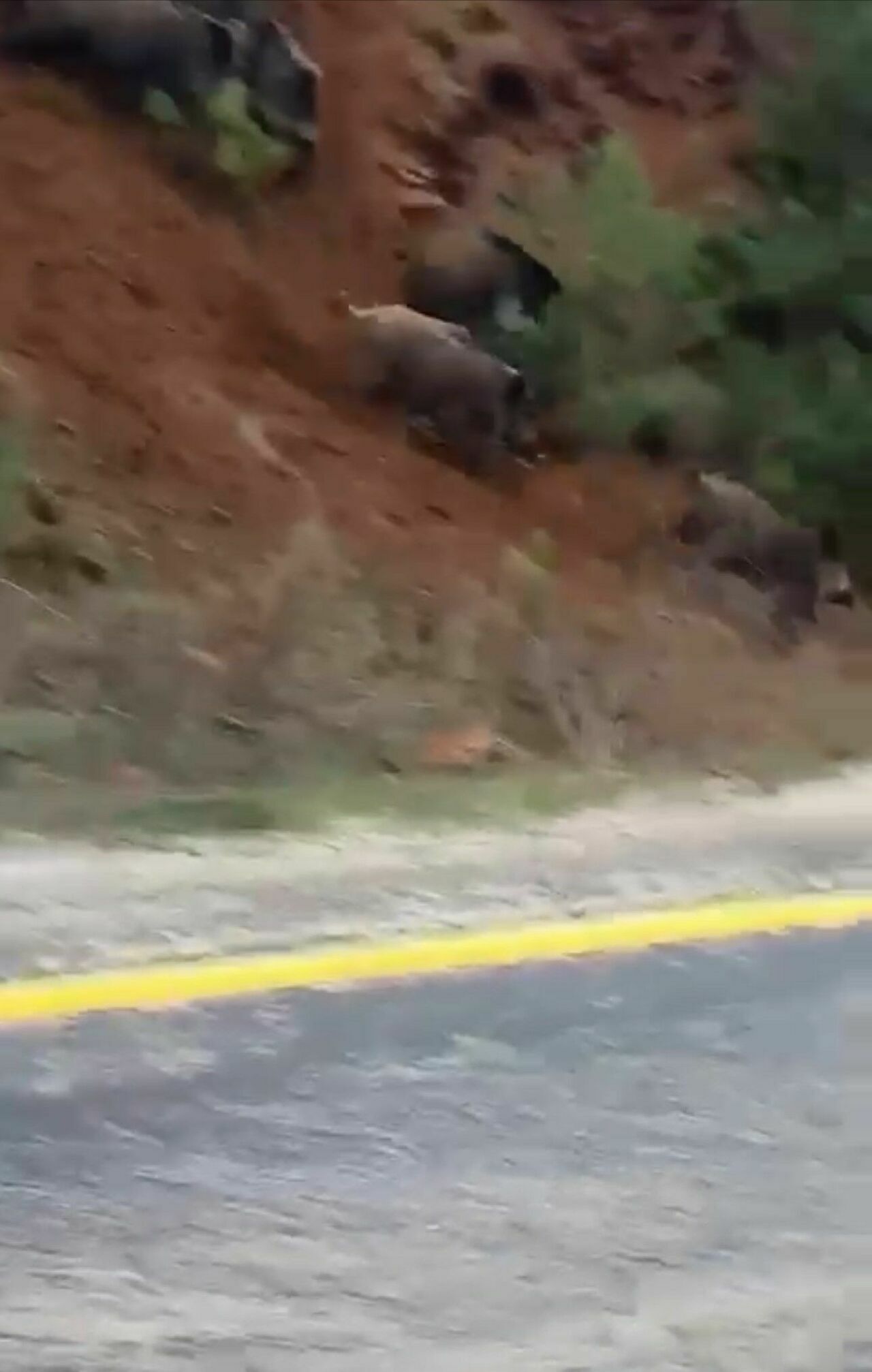 Aç Kalan Domuz Sürüsü Karayoluna Indi3