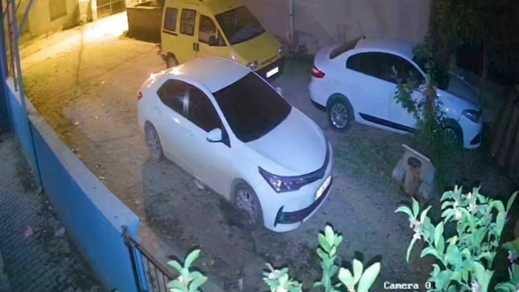 Adana'da Domuz Yavrusu Şehir Merkezine Indi 