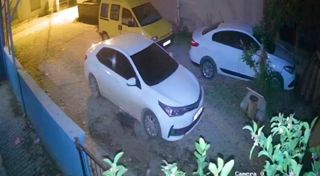 Adana'da Domuz Yavrusu Şehir Merkezine Indi 