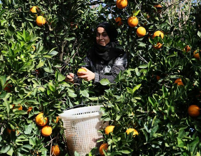 Adana'da Portakal Üreticileri Fiyatlardan Rahatsız Maliyetleri Anca Kurtardık