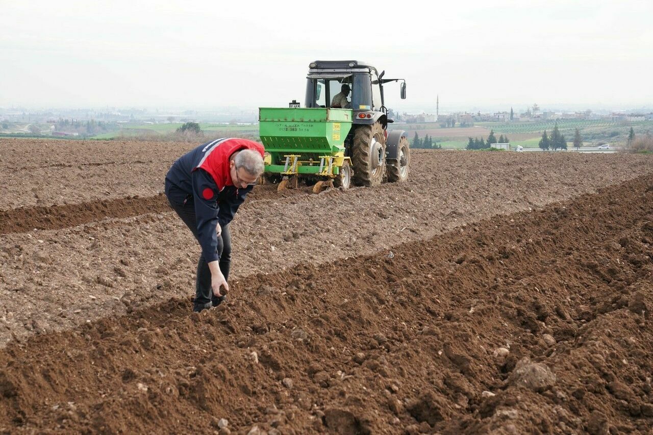 Adana'da Turfanda Patates Sezonu Başladı