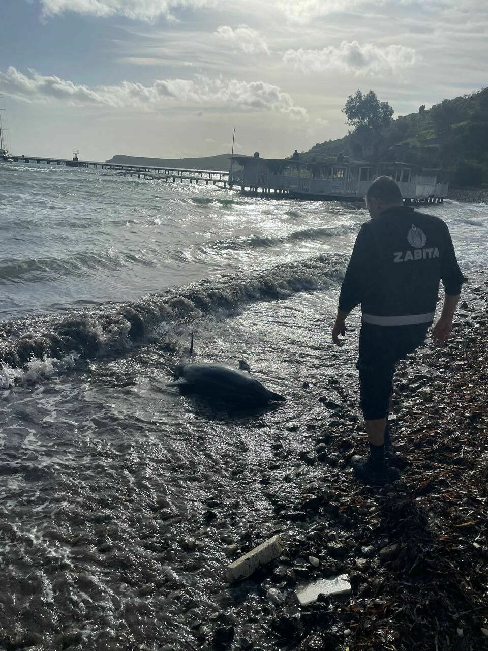 Bodrum'da Karaya Vuran Yunus Için Seferber Oldular