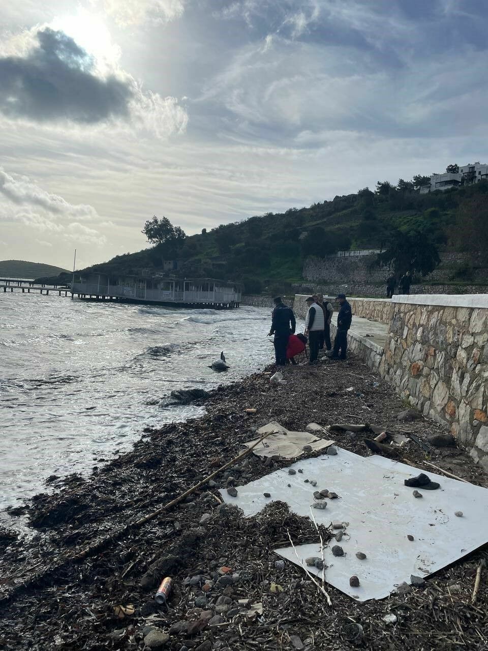 Bodrum'da Karaya Vuran Yunus Için Seferber Oldular