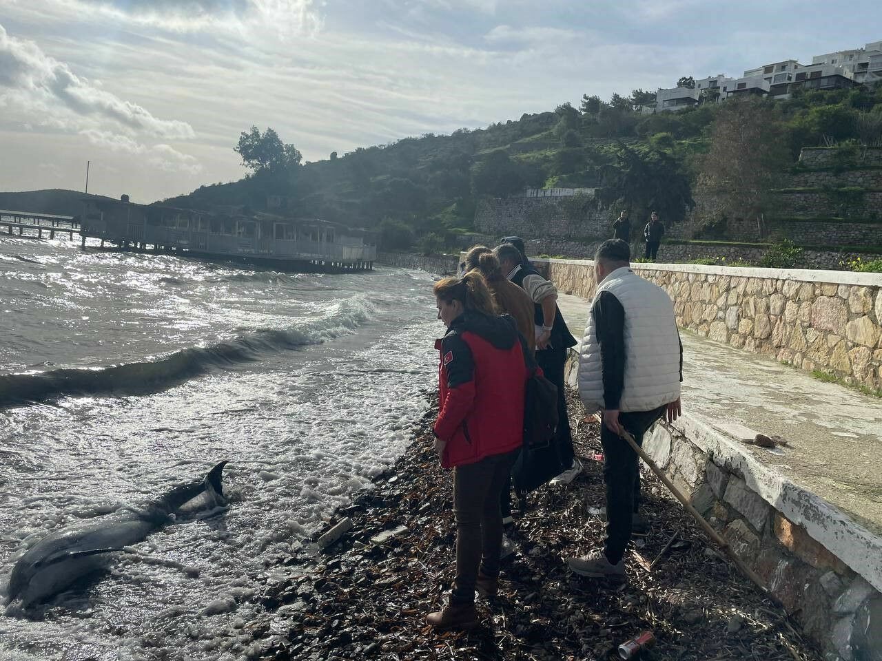 Bodrum'da Karaya Vuran Yunus Için Seferber Oldular 