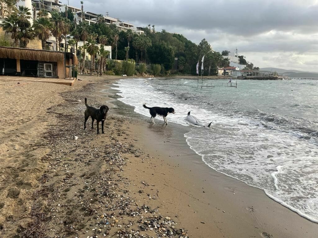 Bodrum'da Karaya Vuran Yunus Için Seferber Oldular 