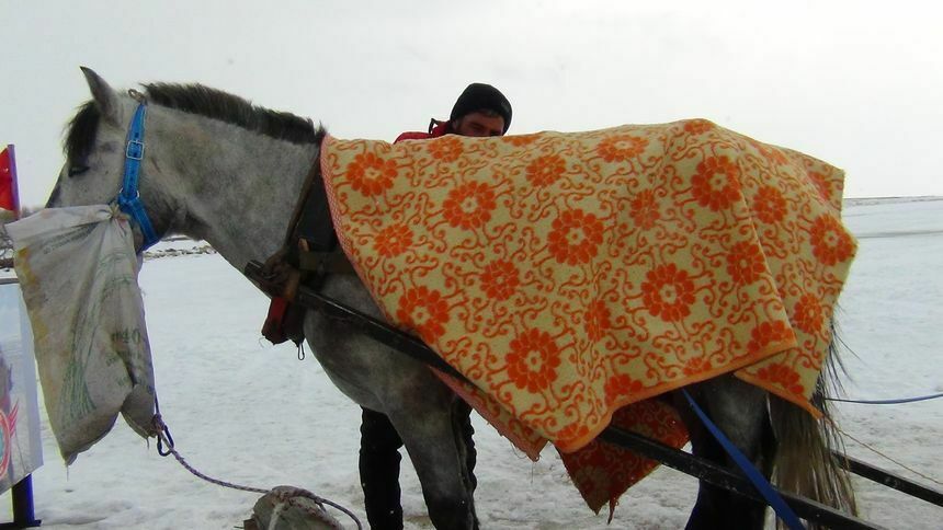 Buz Tutan Çıldır Gölü'nde Kızak Atlarına Battaniyeli Koruma 