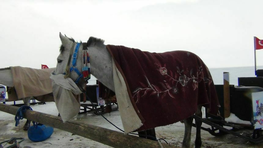 Buz Tutan Çıldır Gölü'nde Kızak Atlarına Battaniyeli Koruma