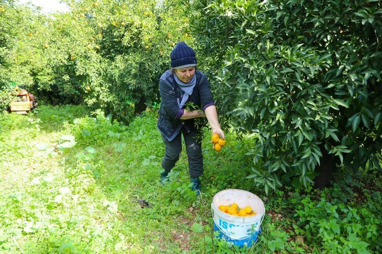Coğrafi Işaretli Bodrum Mandalini Üreticilerine Destek