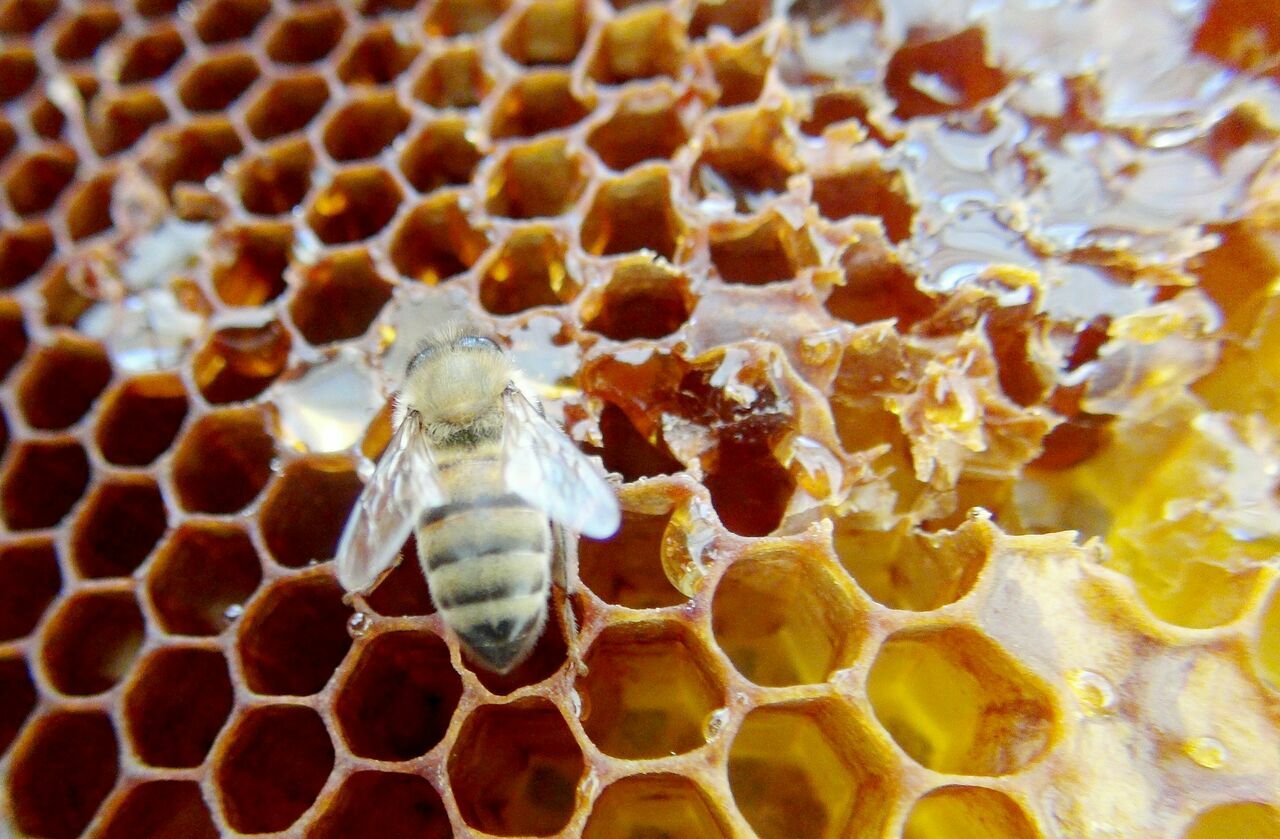 Dünya Çam Balı Merkezi Muğla Için Arıcılık Enstitüsü Kanun Teklifi 